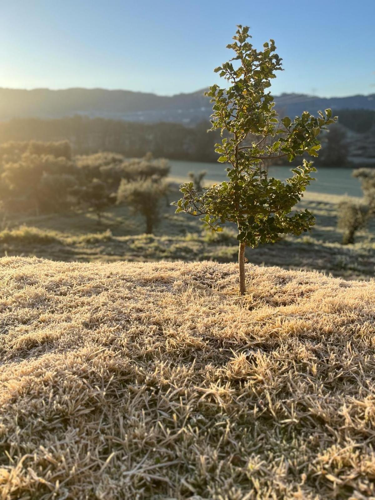 Quinta Dos Cedros L Turismo Rural 코빌라 외부 사진