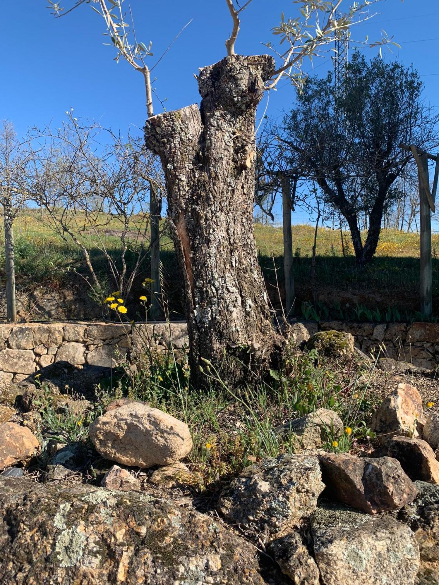 Quinta Dos Cedros L Turismo Rural 코빌라 외부 사진
